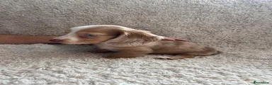 Miniature Dachshund 4