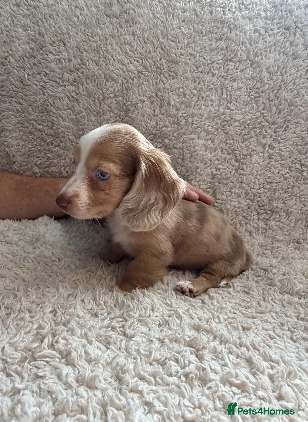 Miniature Dachshund dogs for sale: Long haired miniature dachshund puppies - Advert 2