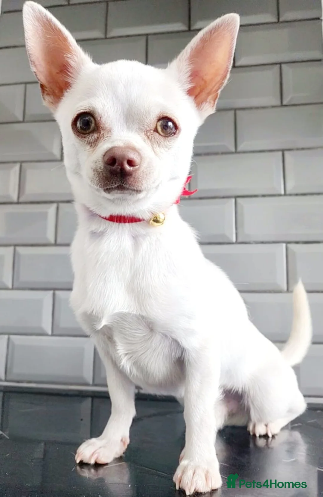 Chihuahua dogs for stud: Stunning chihuahua stud - Advert 1