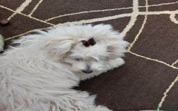 Maltipoo dogs for sale: 2 Male Tiny Maltipoo Puppies – 9 Weeks Old  - Image 5