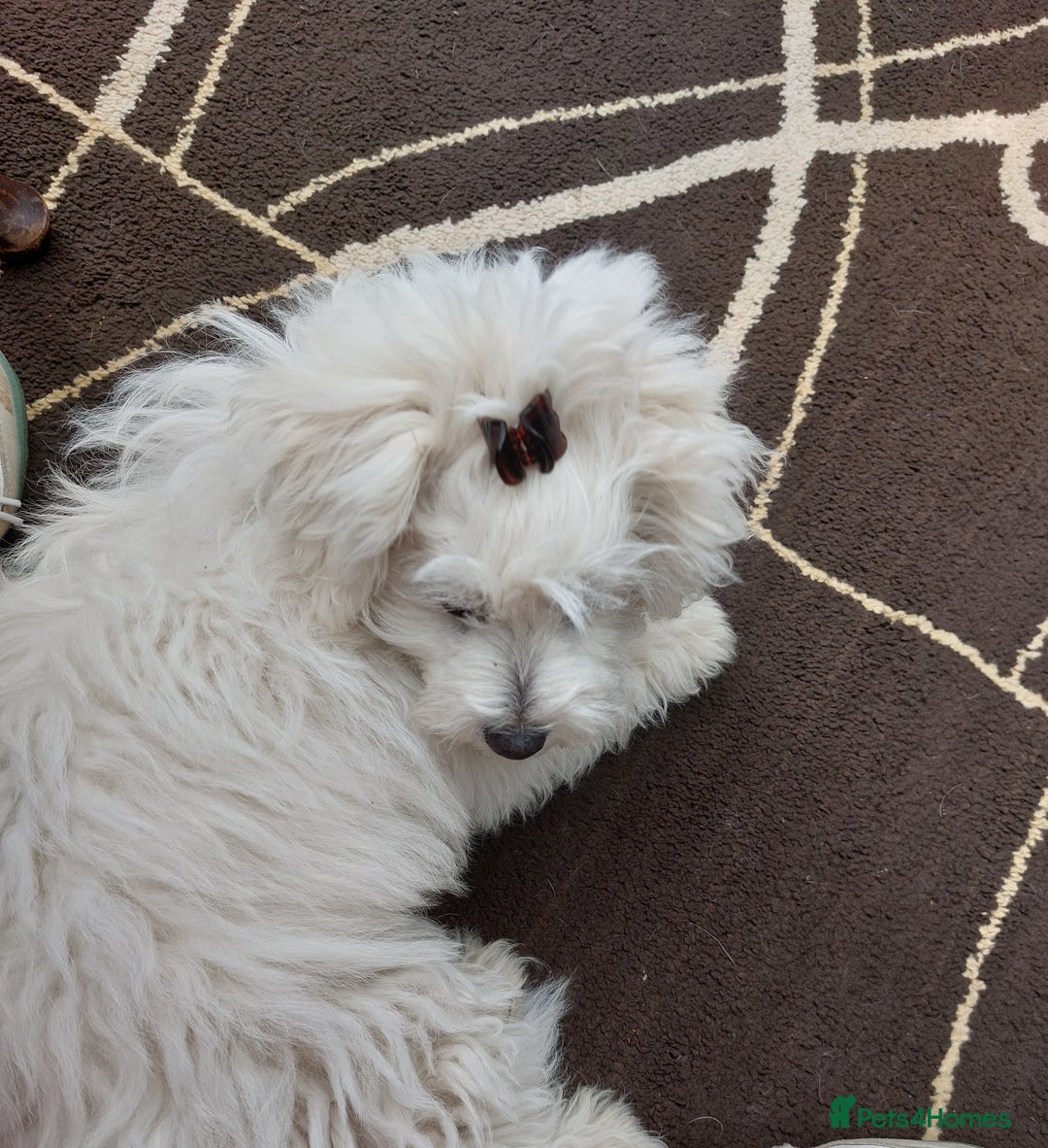 Maltipoo dogs for sale: 2 Male Tiny Maltipoo Puppies – 9 Weeks Old  - Image 5