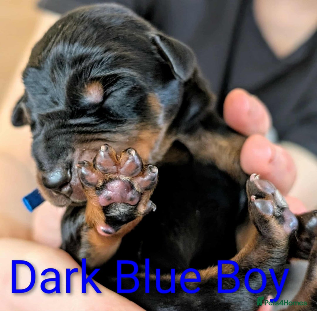 Dobermann dogs for sale: #ShadowdairDobermans #Pregnancy#DobermanLove - Image 27
