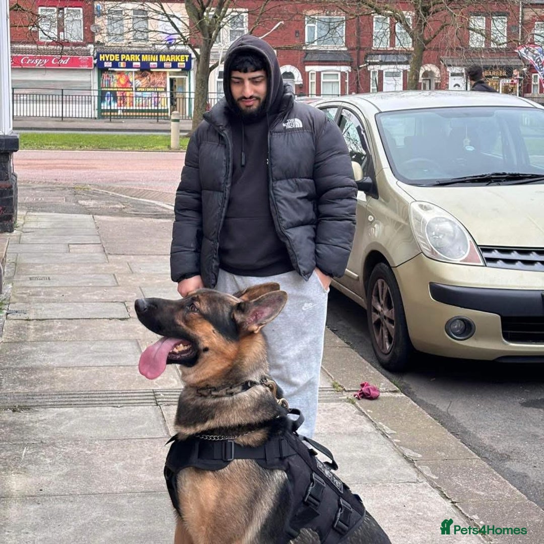 German Shepherd dogs for sale: Shepherd pups for sale - Advert 2