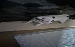 Jack Russell dogs for sale: 1 Beautiful boy Jack Russell puppy left for sale - Image 28