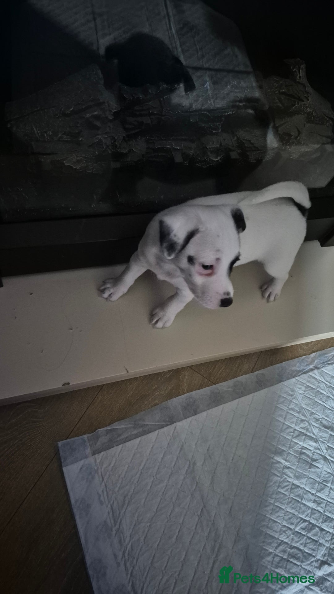 Jack Russell dogs for sale: 1 Beautiful boy Jack Russell puppy left for sale - Image 28