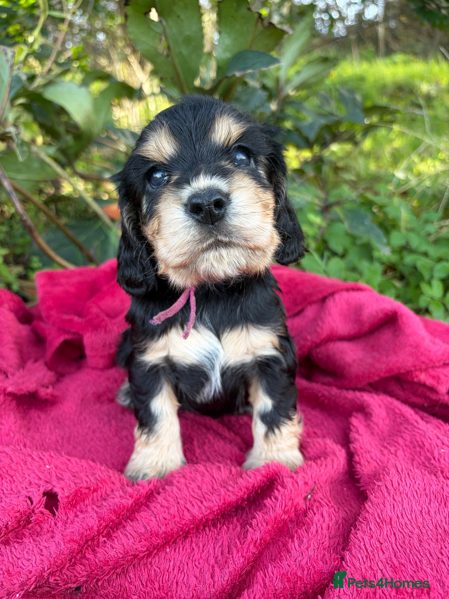 Cocker Spaniel dogs for sale: KC show type cocker spaniel (licensed breeder✨)  - Advert 20