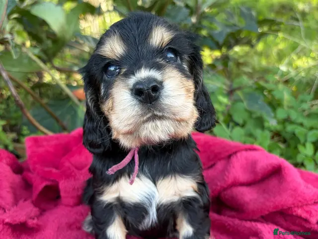 Cocker Spaniel dogs for sale: KC show type cocker spaniel (licensed breeder✨) - Advert 20