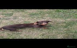Miniature Dachshund dogs for sale: 2 miniture Dachshund unrelated to go together - Image 6