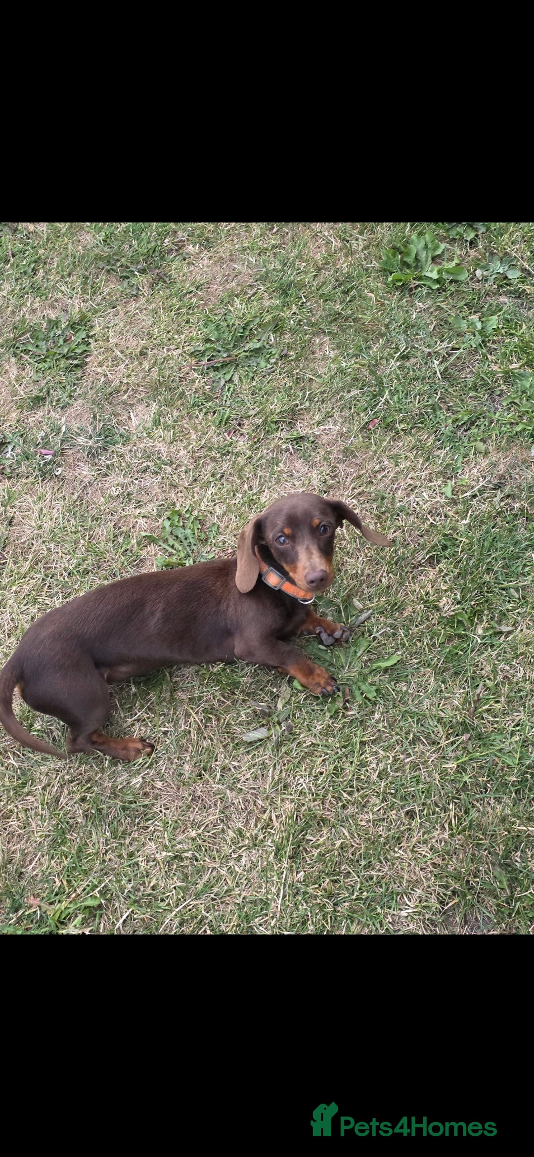 Miniature Dachshund dogs for sale: 2 miniture Dachshund unrelated to go together - Image 6