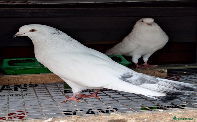 Pigeons birds - Advert 6