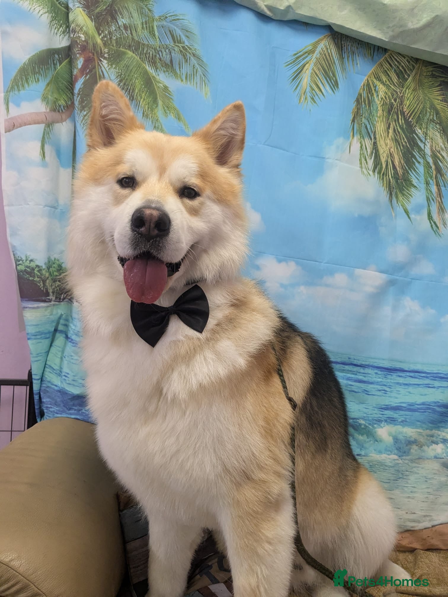 Mixed Breed dogs Loki -stud only  - Advert 1