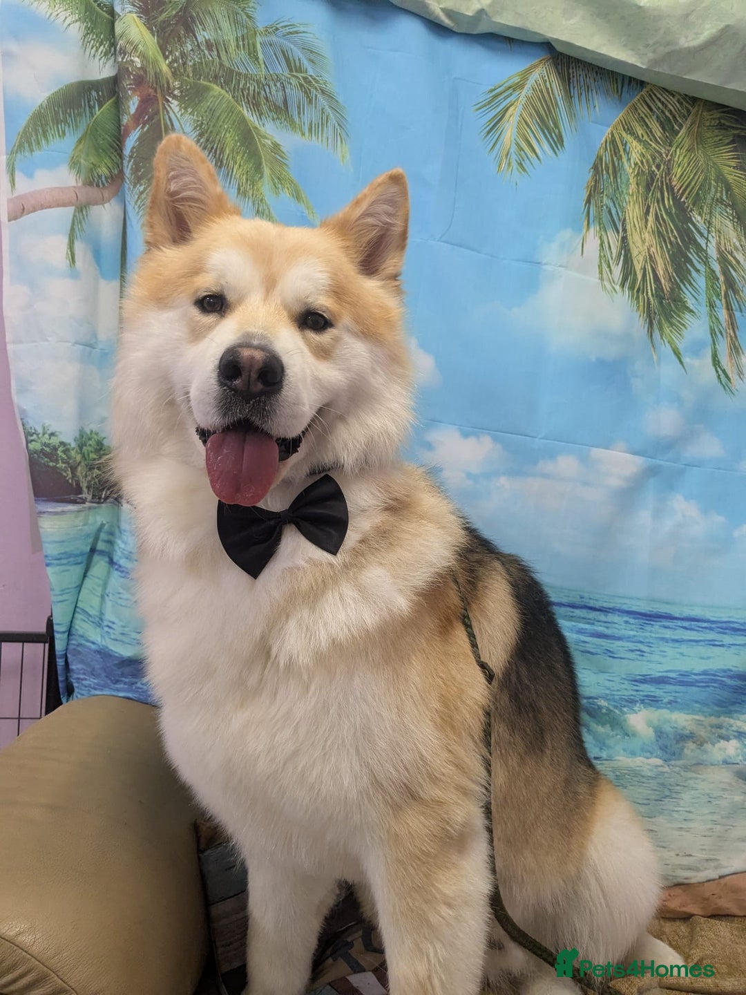 Mixed Breed dogs for stud: Loki -stud only  - Advert 1