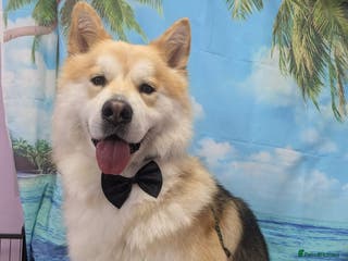 Mixed Breed dogs Loki -stud only - Advert 2