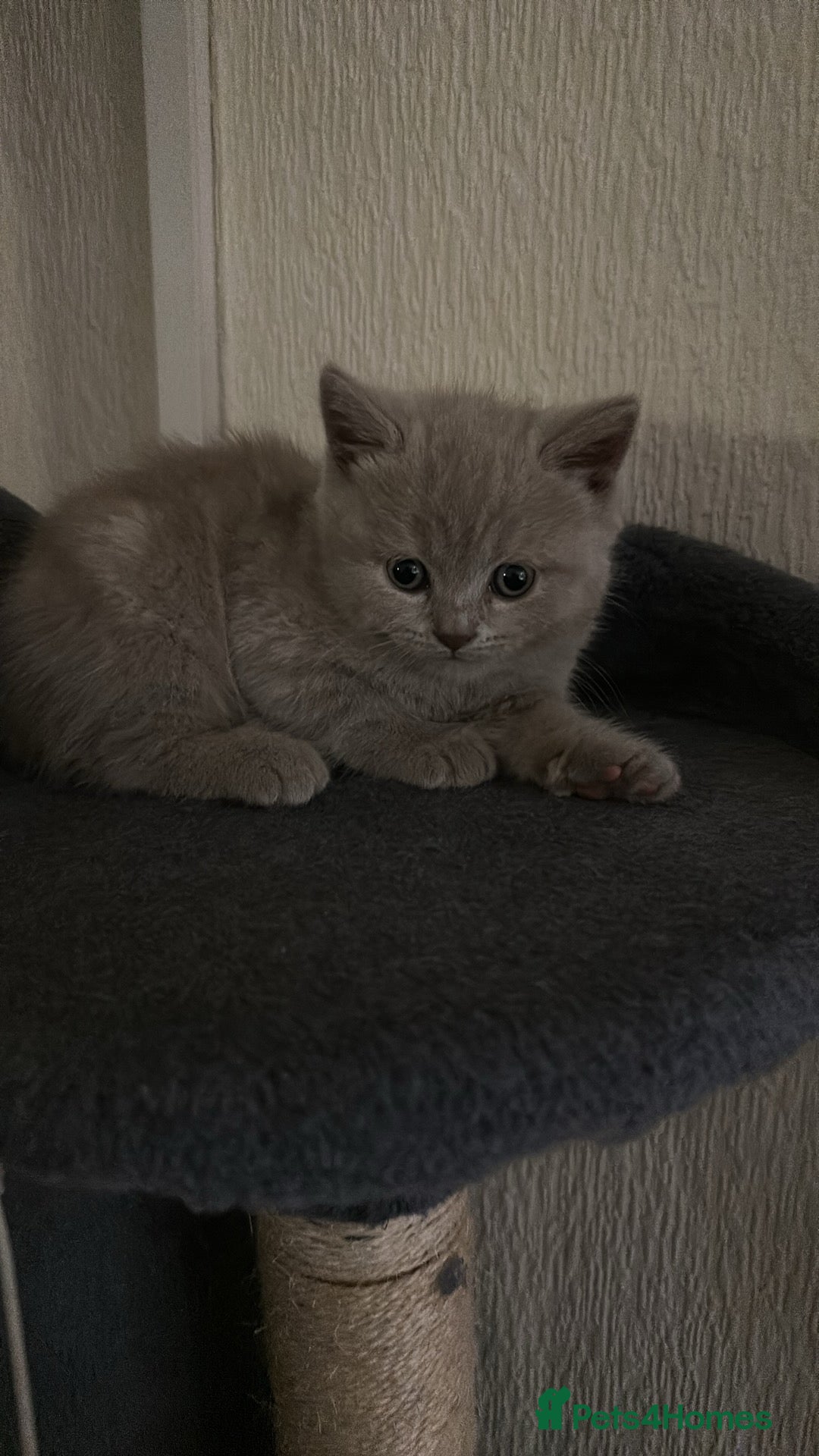 Scottish Fold cats Scottish fold - Advert 3