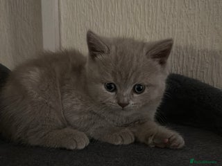 Scottish Fold cats Scottish fold - Advert 3