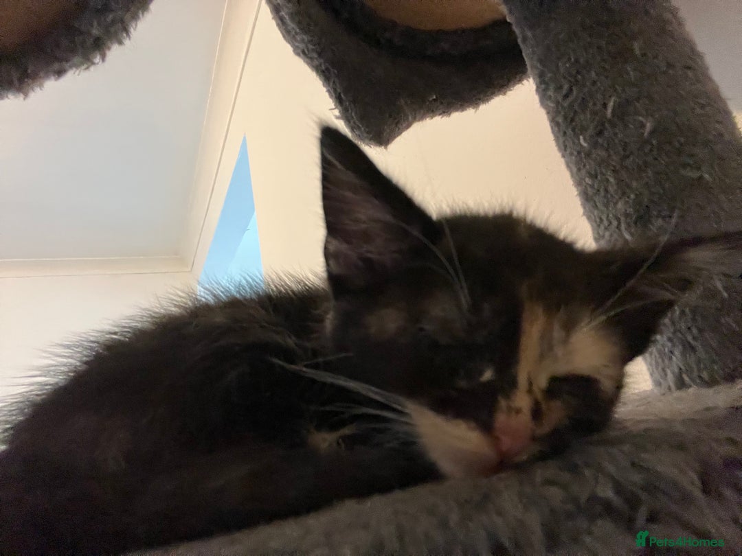 Domestic Shorthair cats for sale: 6 beautiful kittens ready for loving home  - Image 8