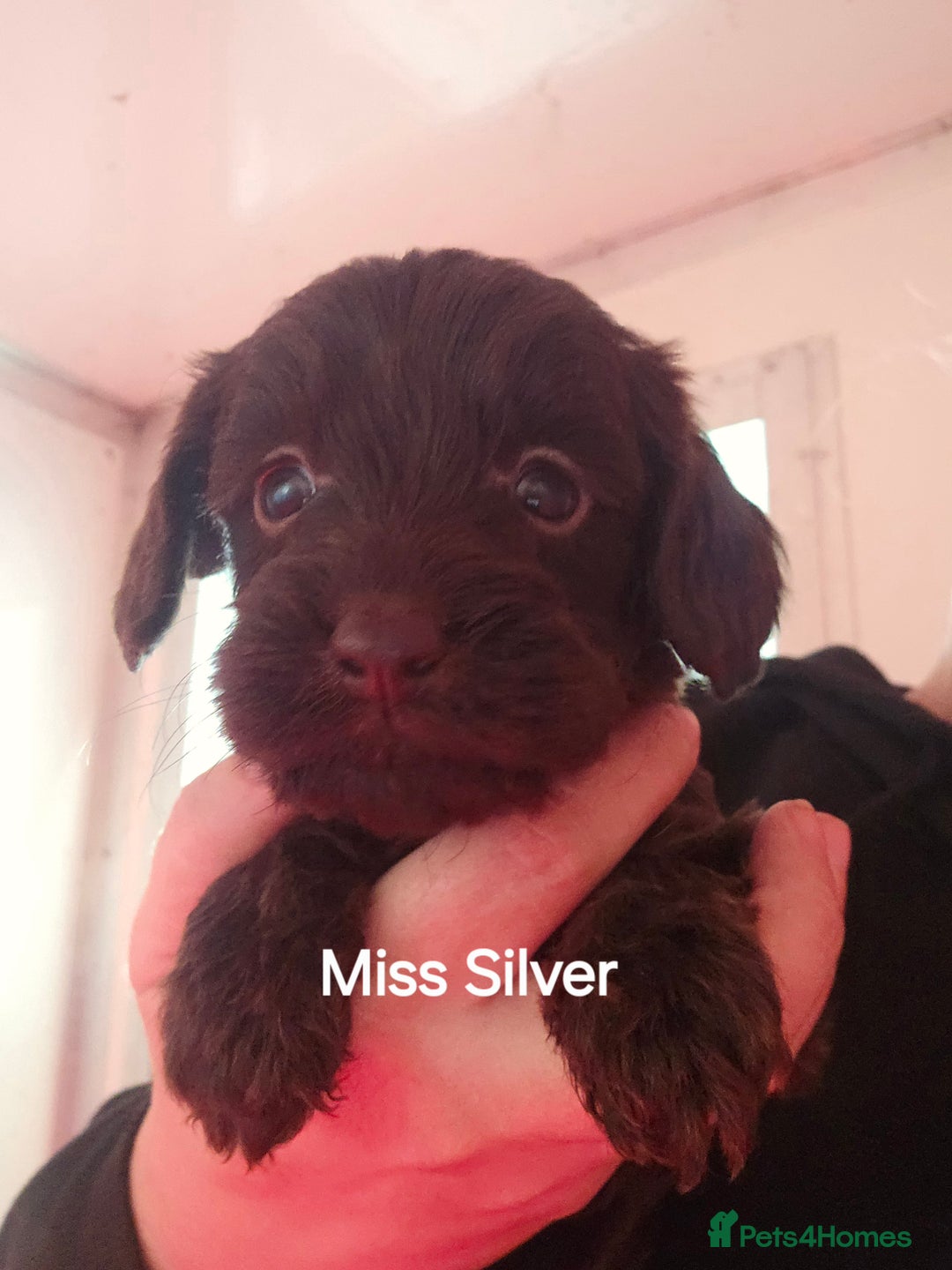 Cockapoo dogs for sale: 7 extreme quality cockapoo pups - Advert 5