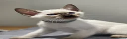 Siamese cats for sale: GCCF Registered Traditional Siamese Kittens.  - Advert 17