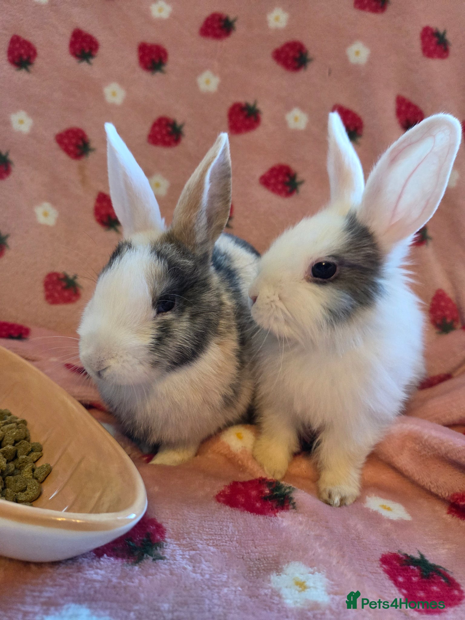 Mixed Breed rabbits LAST 2 Mini Plush lop 🩷🩵 8 weeks old very tame - Advert 1