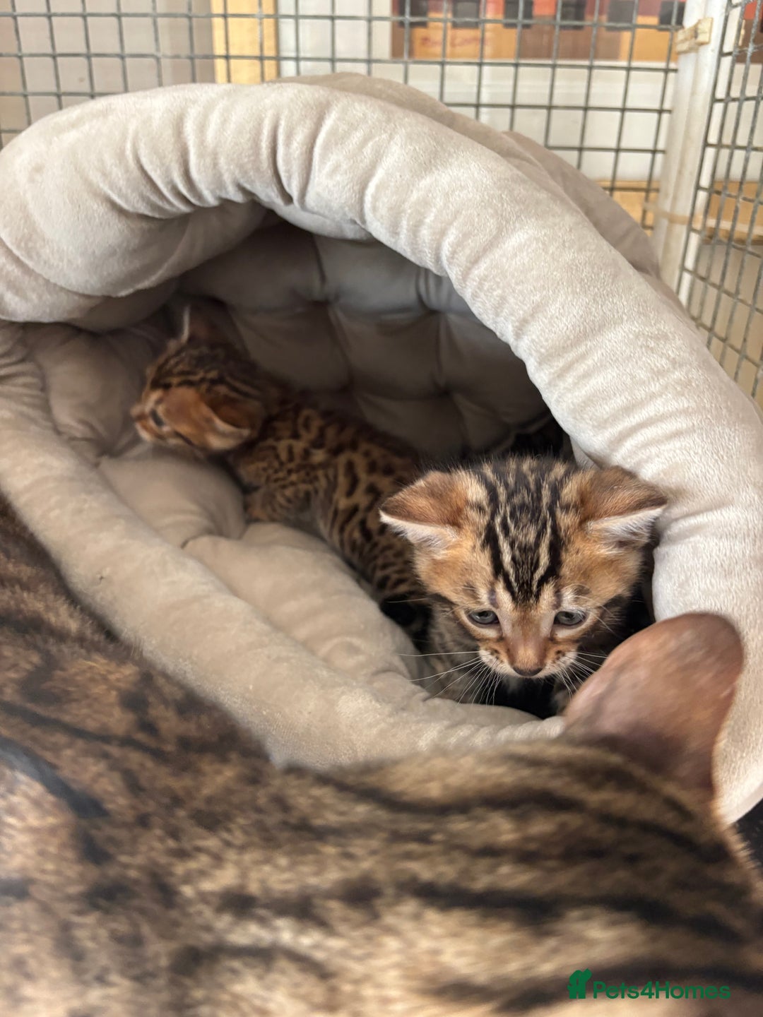 Bengal cats for sale: Pedigreed/registered Bengal kittens - Advert 11