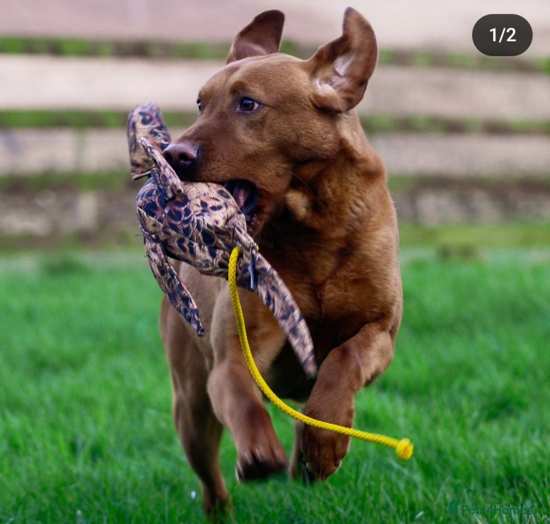 Labrador Retriever dogs for stud: Health tested- Kc registered Fox Red Labrador for  in York - Image 5