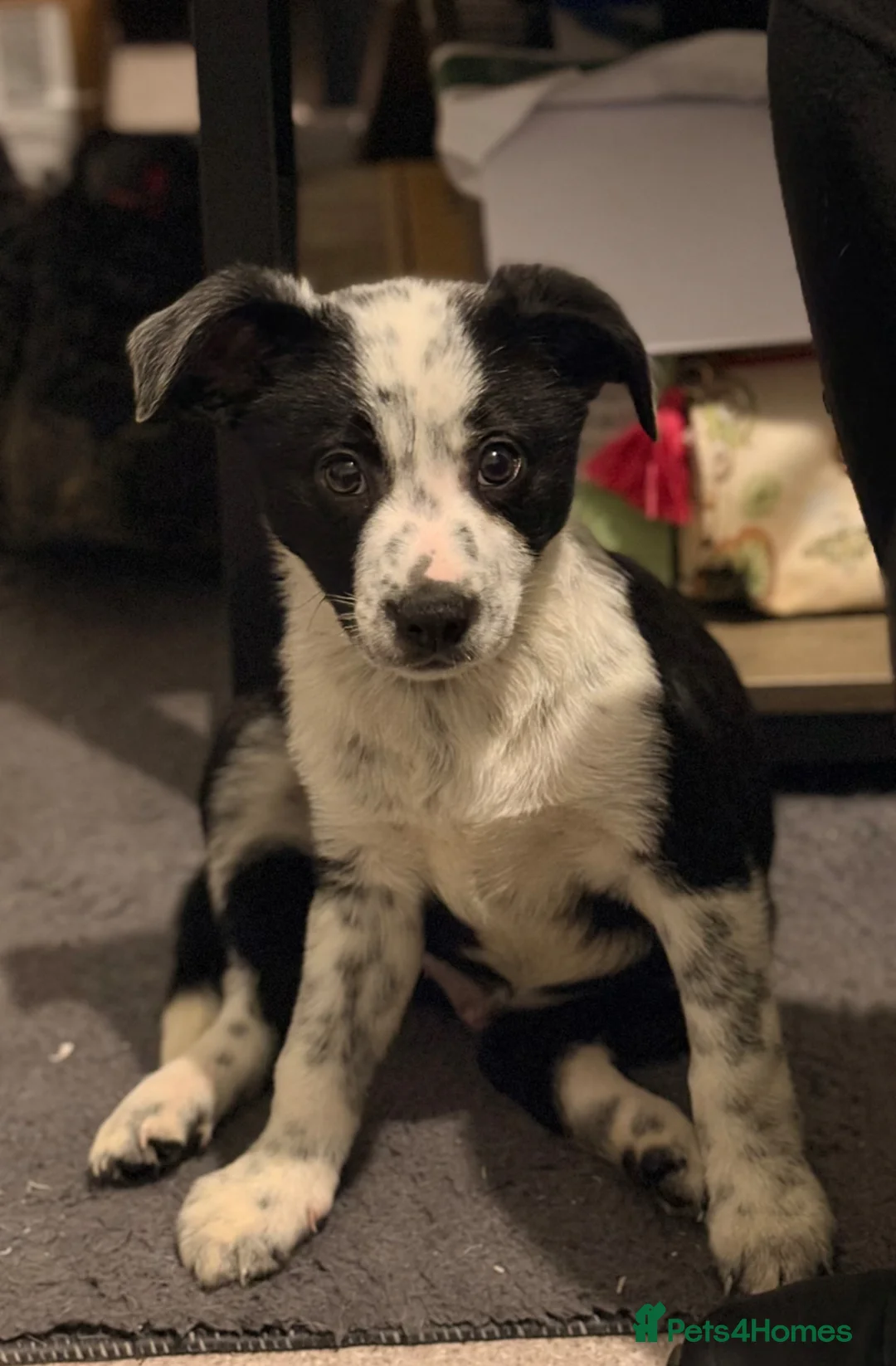 Border Collie dogs for sale: Shepard  - Advert 6