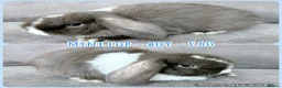 Mini Lop rabbits for sale: Mini Lop Rabbits - Advert 6