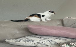 Mixed Breed cats for sale: Beautiful Tortie Female kitten  - Image 6