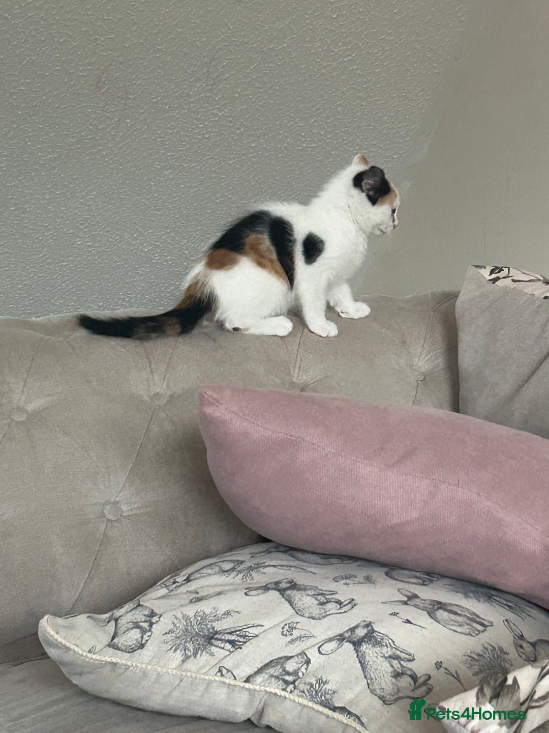 Mixed Breed cats for sale: Beautiful Tortie Female kitten  - Image 6