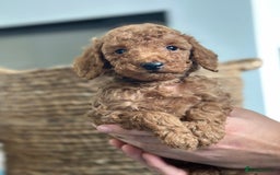 Miniature Poodle dogs for sale: 🐾 Beautiful KC 🦊 Red Miniature Poodle Puppies 🐾 - Image 18