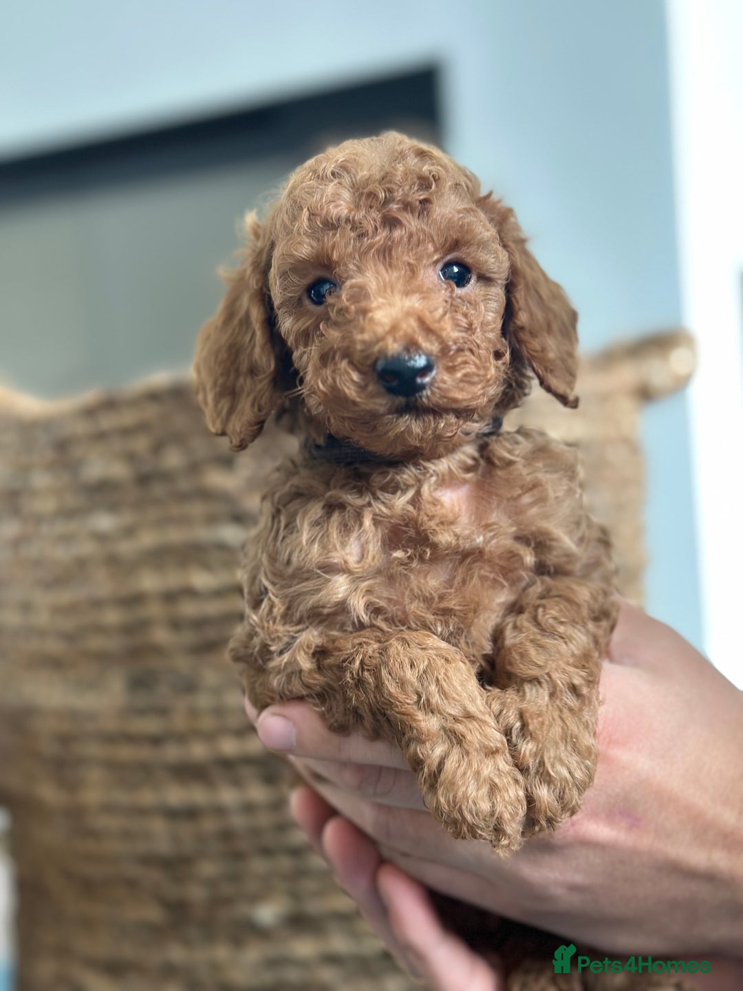 Miniature Poodle dogs for sale: 🐾 Beautiful KC 🦊 Red Miniature Poodle Puppies 🐾 - Image 18