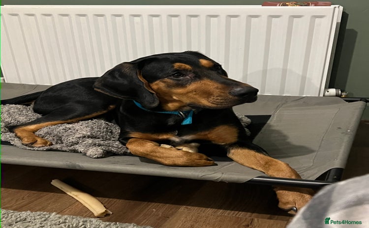 Mixed Breed dogs - Advert 7