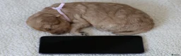 Cavapoo dogs for sale: 5*Licensed+DNAtested+Vetchecked+Red+Apricot+Cream - Advert 22