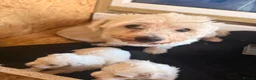 Maltese dogs for sale: Beautiful Maltese Puppies Ready for Loving Homes - Advert 6