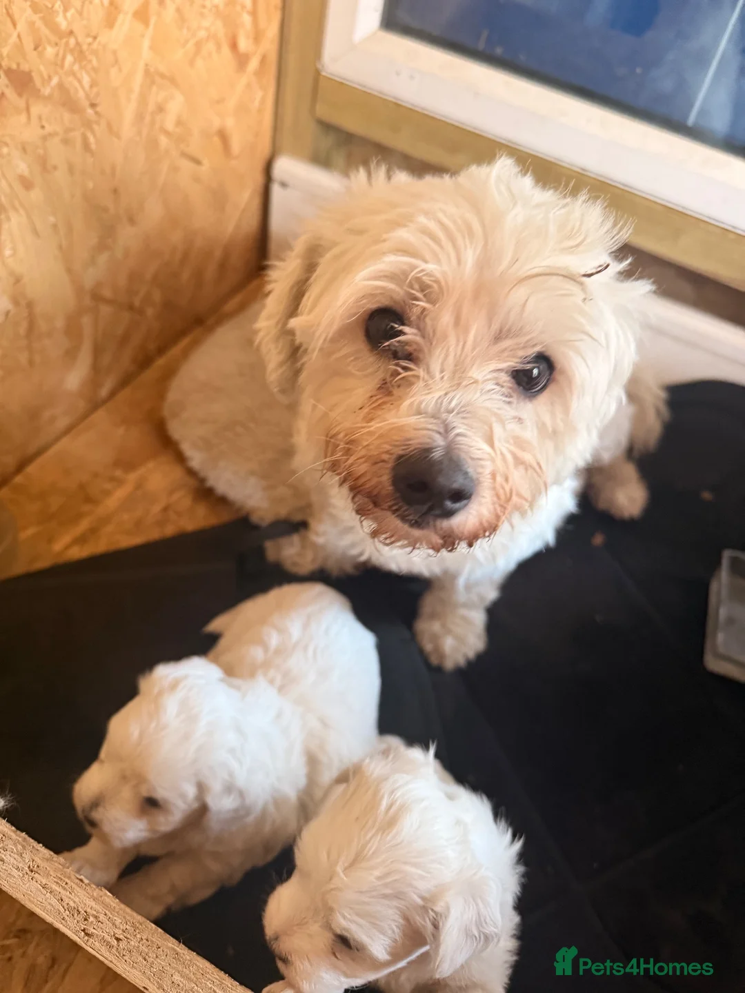 Maltese dogs for sale: Beautiful Maltese Puppies Ready for Loving Homes - Advert 6