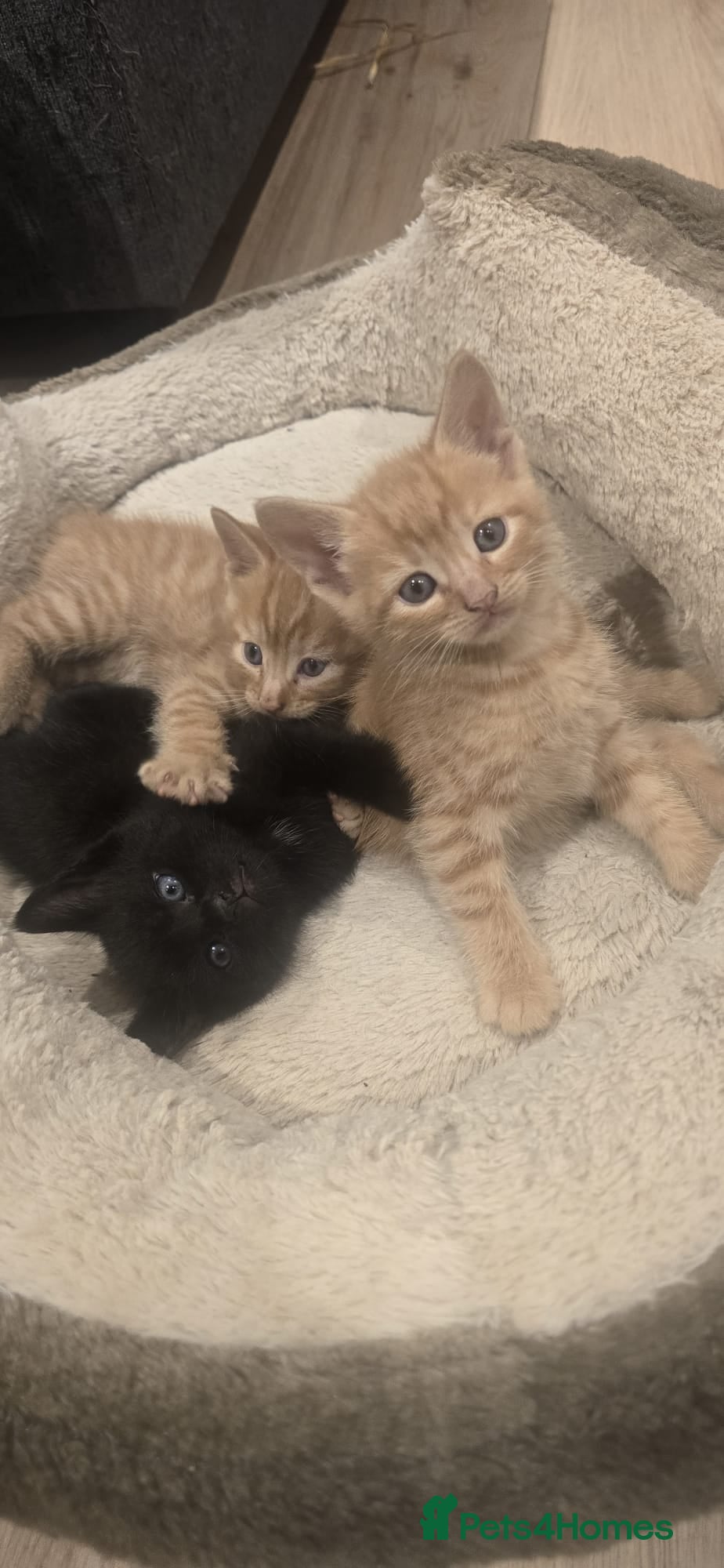 Mixed Breed cats 5 Beautiful Kittens Looking for Loving Homes 🐱❤️  - Advert 1