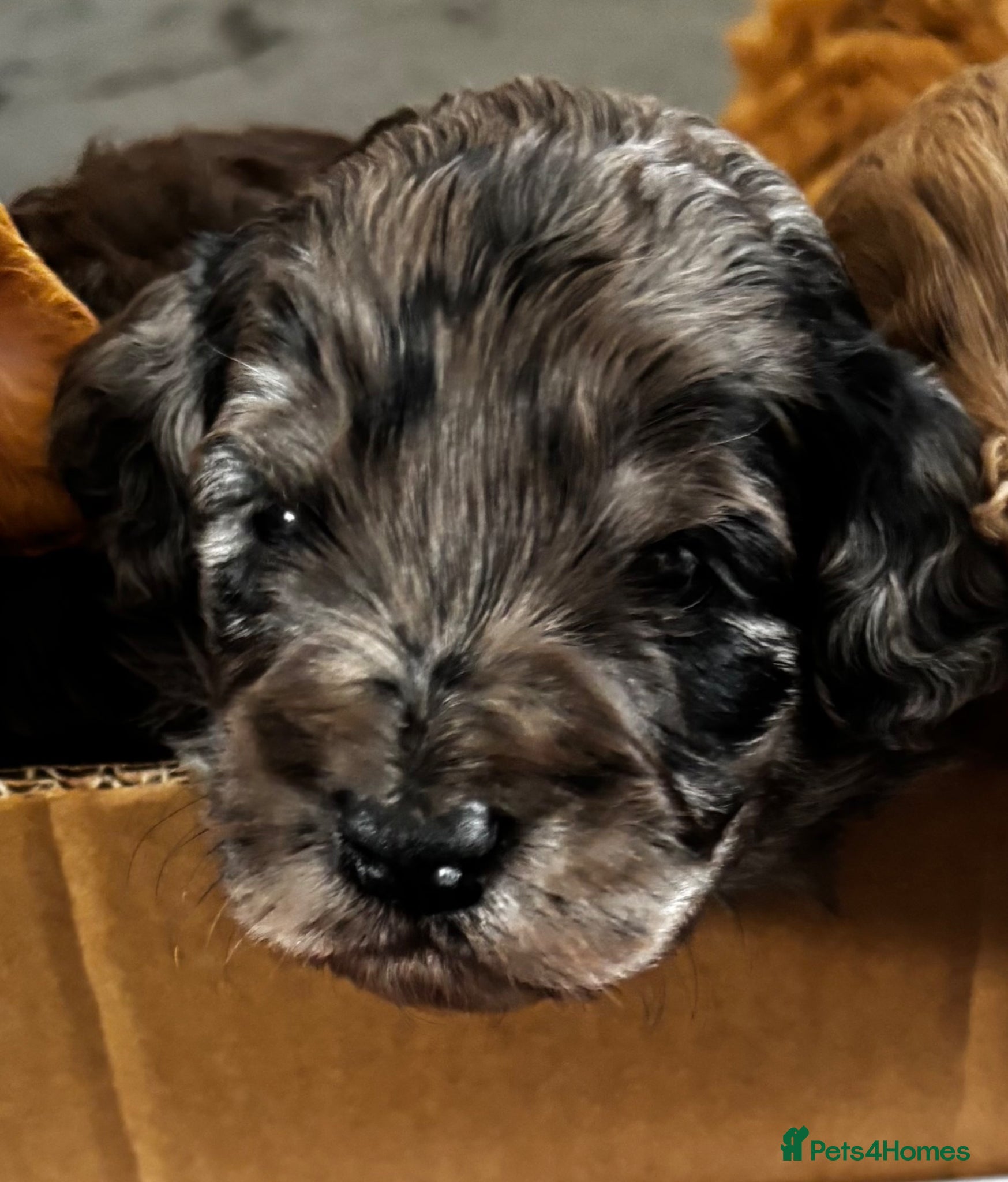 Cockapoo dogs Beautiful merle Cockapoo puppies  - Advert 12