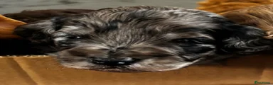 Blue Merle Cockapoo Puppy 3 light blue collar 