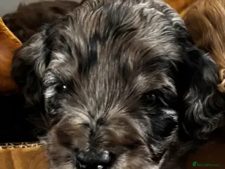 Cockapoo dogs Beautiful merle Cockapoo puppies - Advert 12