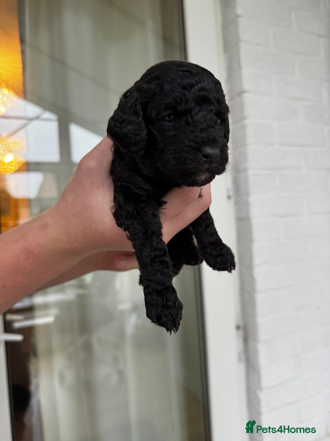 Miniature Poodle dogs for sale: Striking merle and black Miniature Poodle Puppies - Advert 15