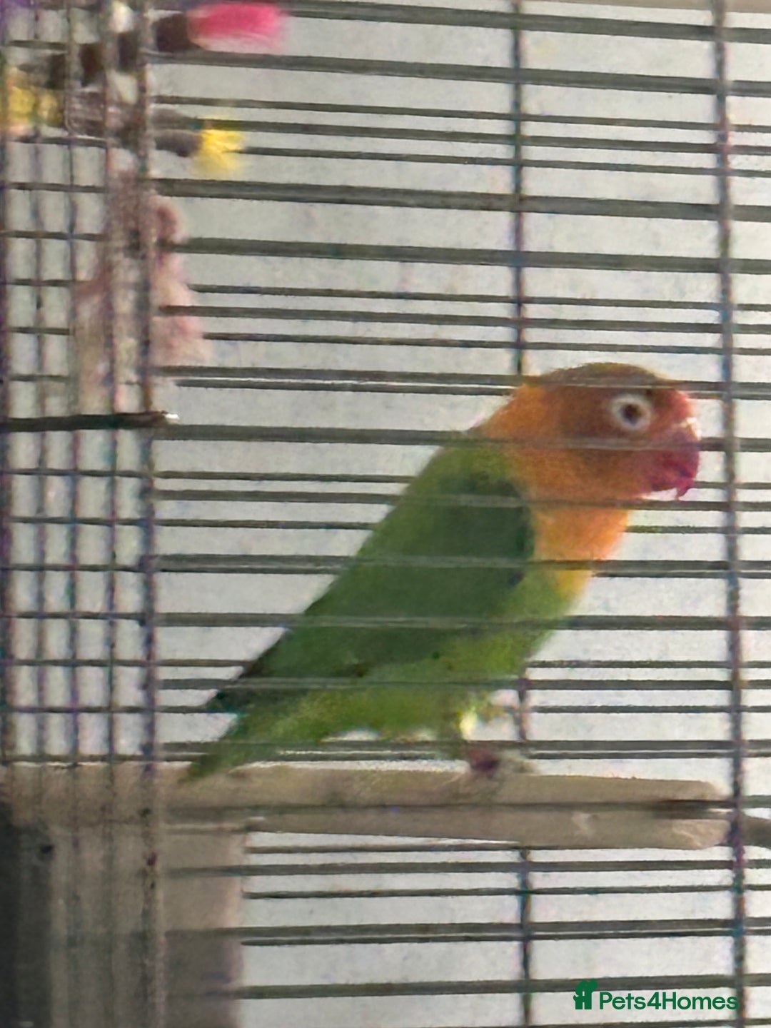 Lovebirds birds for sale: 4-6 month old love bird - Advert 1