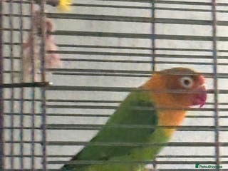 Lovebirds birds 4-6 month old love bird - Advert 1