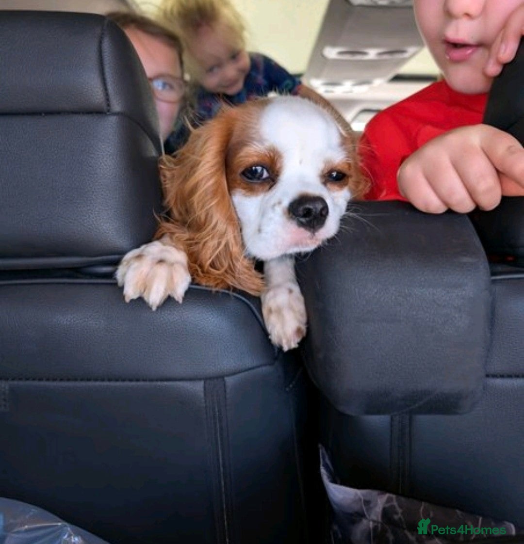 Cavalier King Charles Spaniel dogs for sale: 8 month male Cavalier purebred. - Image 8