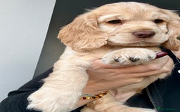 Cocker Spaniel dogs for sale: Beautiful Cocker Spaniel Pups - Image 4