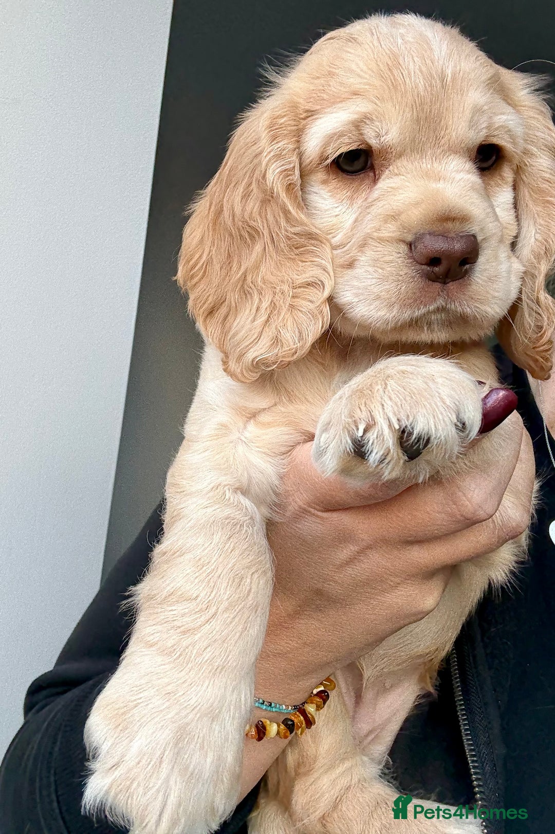 Cocker Spaniel dogs for sale: Beautiful Cocker Spaniel Pups - Image 4
