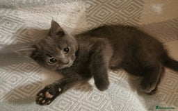 British Shorthair cats for sale: Four beautiful British shorthair kittens  - Advert 9