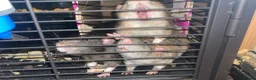 Rat rodents for sale: Rehoming  - Advert 19