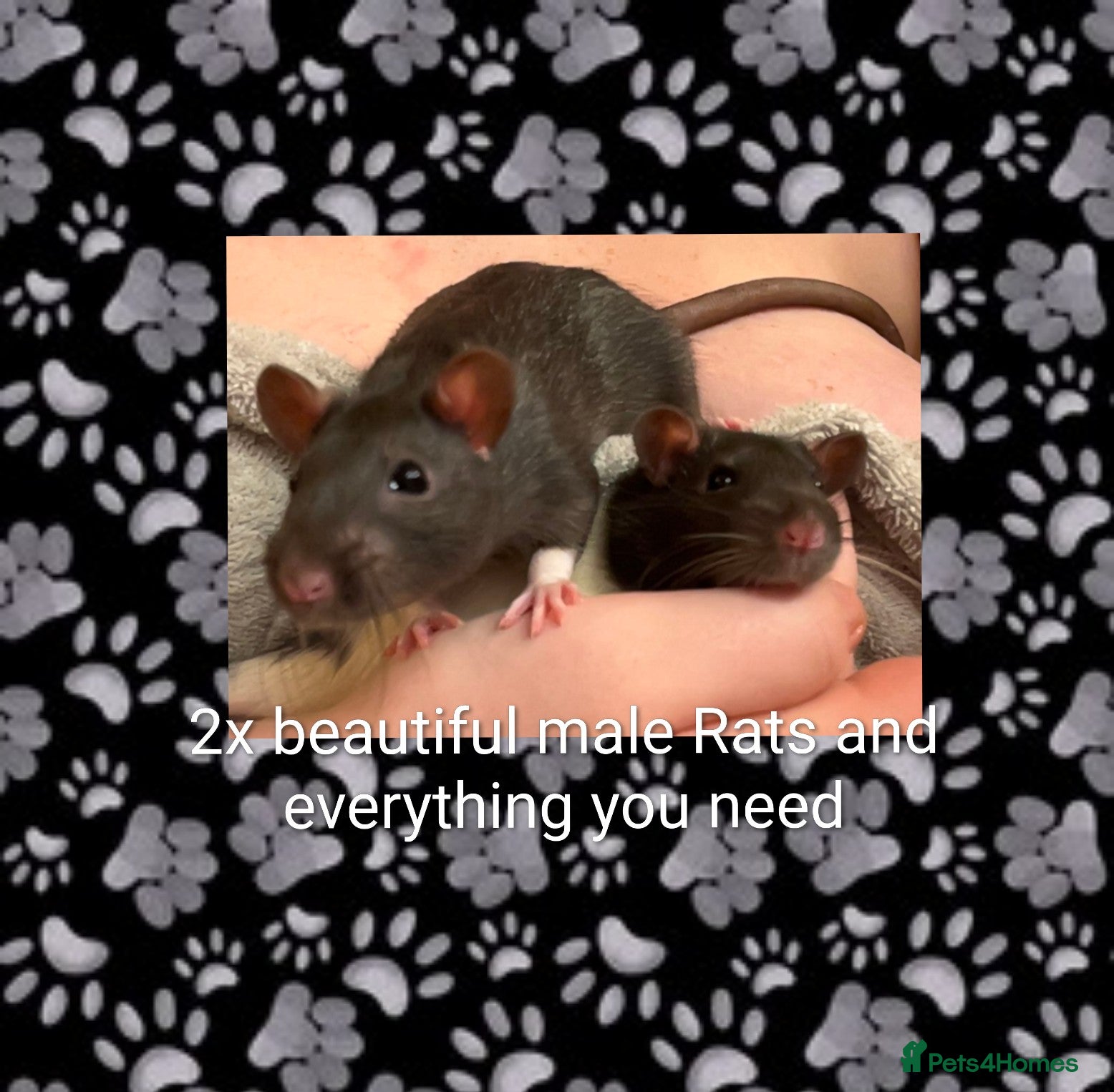 Rat rodents 2x all black and black and white male Rats in London - Advert 2