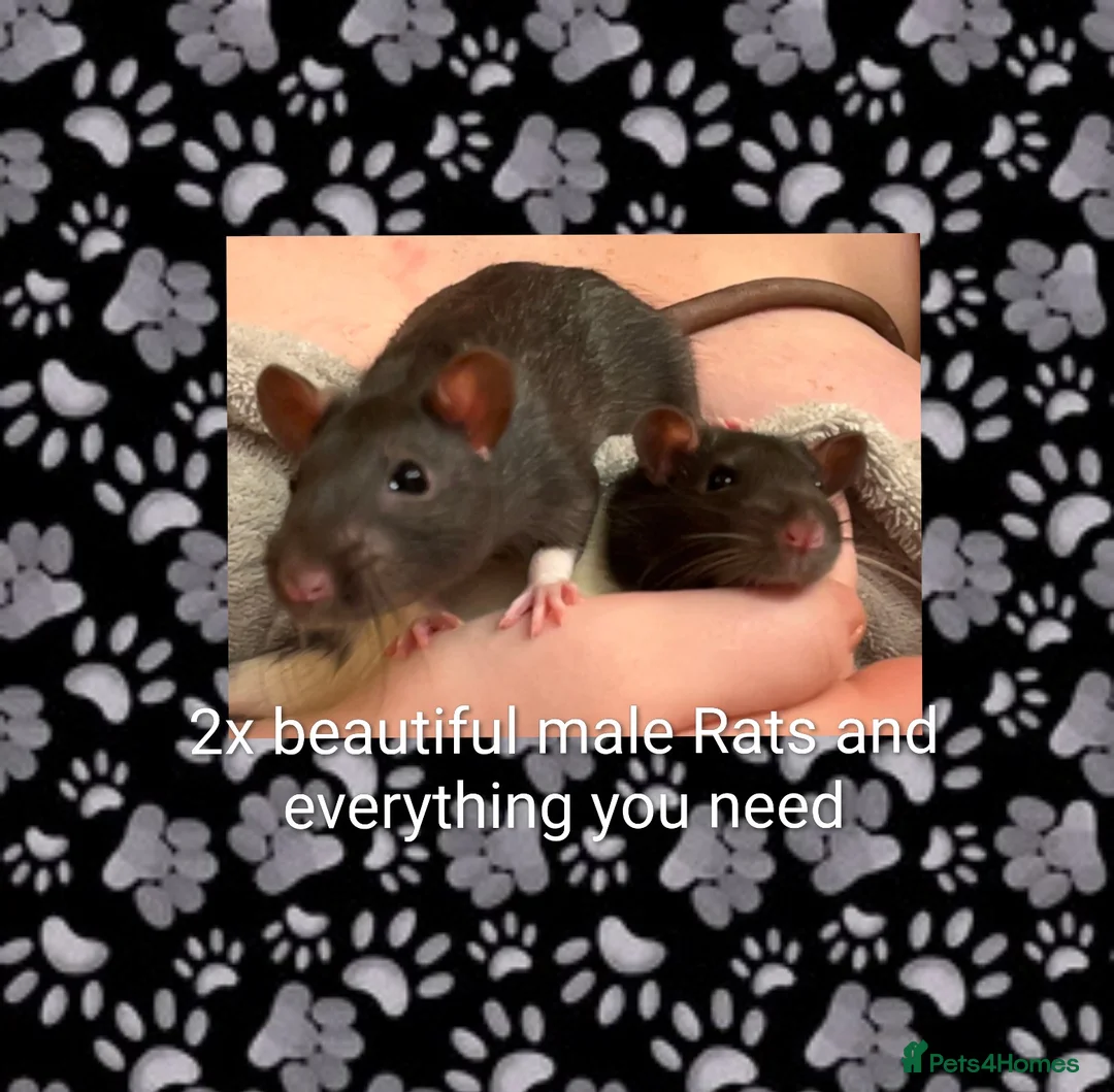 Rat rodents for sale: 2x all black and black and white male Rats in London - Advert 1