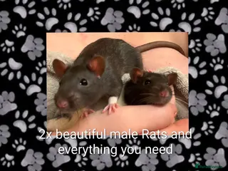 Rat rodents 2x all black and black and white male Rats in London - Advert 2